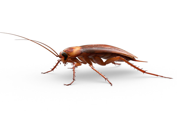 cucaracha americana