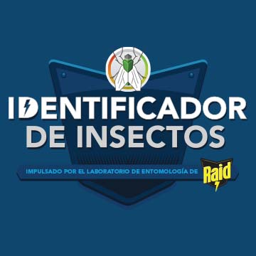 Identificador de insectos