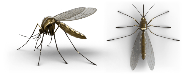 perfil del mosquito
