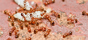 Diferentes tipos de hormigas