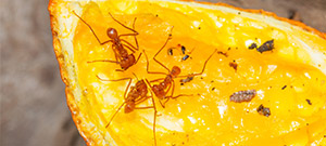 ¿Qué comen las hormigas? 